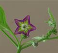 Capsicum eximium 